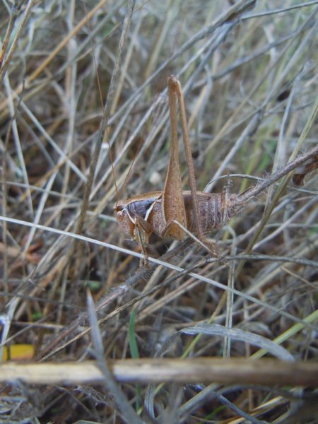 Tettigonidae da Luogosanto (OT)